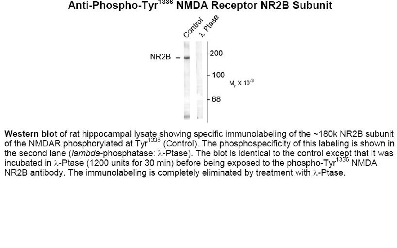 Western blot of rat hippocampal lysate showing specific immunolabeling of the ~180k NR2B subunit of the NMDAR phosphorylated at Tyr1336 (Control) . The phosphospecificity of this labeling is shown in the second lane (lambda-phosphatase: lamda-Ptase) . The blot is identical to the control except that it was incubated in lamda-Ptase (1200 units for 30 min) before being exposed to the phospho-Tyr1336 NMDA NR2B antibody. The immunolabeling is completely eliminated by treatment with lamda-Ptase.