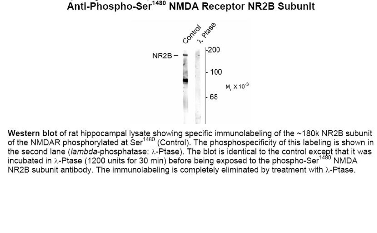 Western blot of rat hippocampal lysate showing specific immunolabeling of the ~180k NR2B subunit of the NMDAR phosphorylated at Ser1480 (Control) . The phosphospecificity of this labeling is shown in the second lane (lambda-phosphatase: lamda-Ptase) . The blot is identical to the control except that it was incubated in lamda-Ptase (1200 units for 30 min) before being exposed to the phospho-Ser1480 NMDA NR2B subunit antibody. The immunolabeling is completely eliminated by treatment with lamda-Ptase.