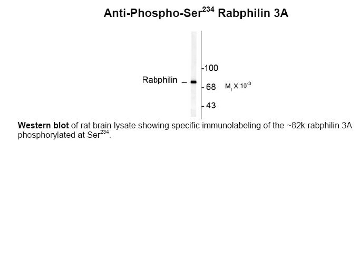 Western blot of rat brain lysate showing specific immunolabeling of the ~82k rabphilin 3A phosphorylated at Ser234.