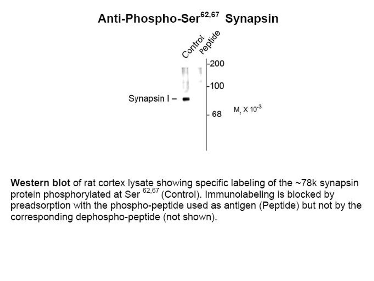 Western blot of rat cortex lysate showing specific labeling of the ~78k synapsin protein phosphorylated at Ser 62, 67 (Control) . Immunolabeling is blocked by preadsorption with the phospho-peptide used as antigen (Peptide) but not by the corresponding dephospho-peptide (not shown) .