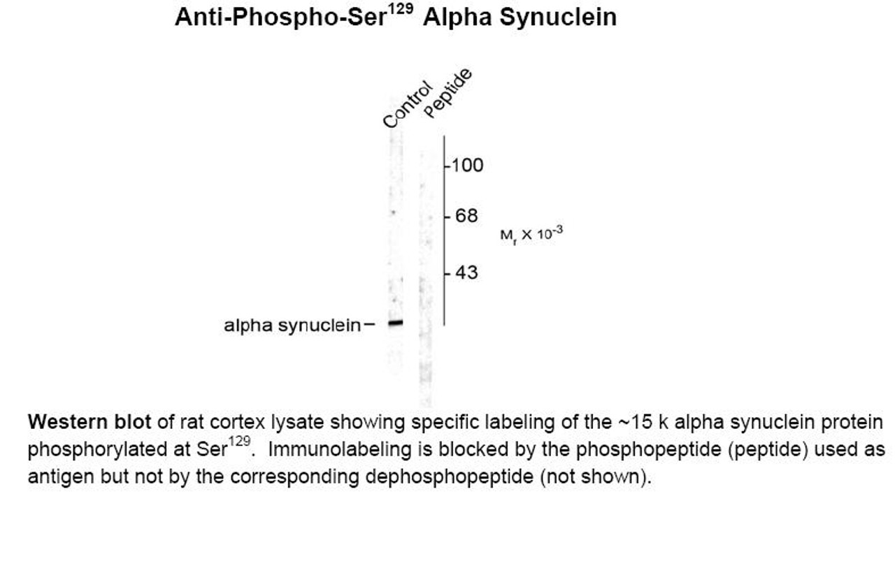 Western blot of rat cortex lysate showing specific labeling of the ~15 k alpha synuclein protein phosphorylated at Ser129. Immunolabeling is blocked by the phosphopeptide (peptide) used as
antigen but not by the corresponding dephosphopeptide (not shown) .