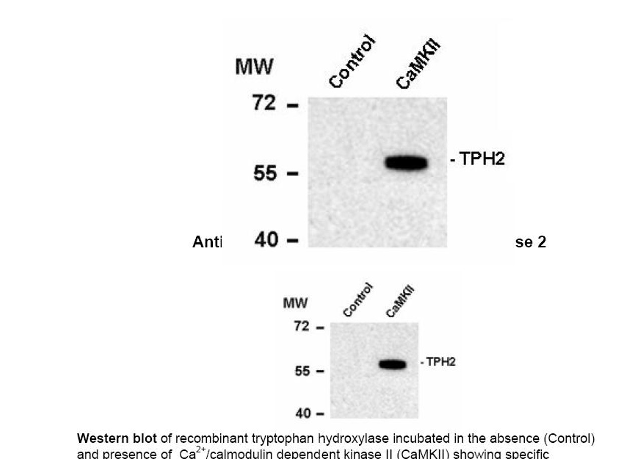 Western blot of recombinant tryptophan hydroxylase incubated in the absence (Control) and presence of Ca2+/calmodulin dependent kinase II (CaMKII) showing specific immunolabeling of the ~55k tryptophan hydroxylase protein phosphorylated at Ser19.