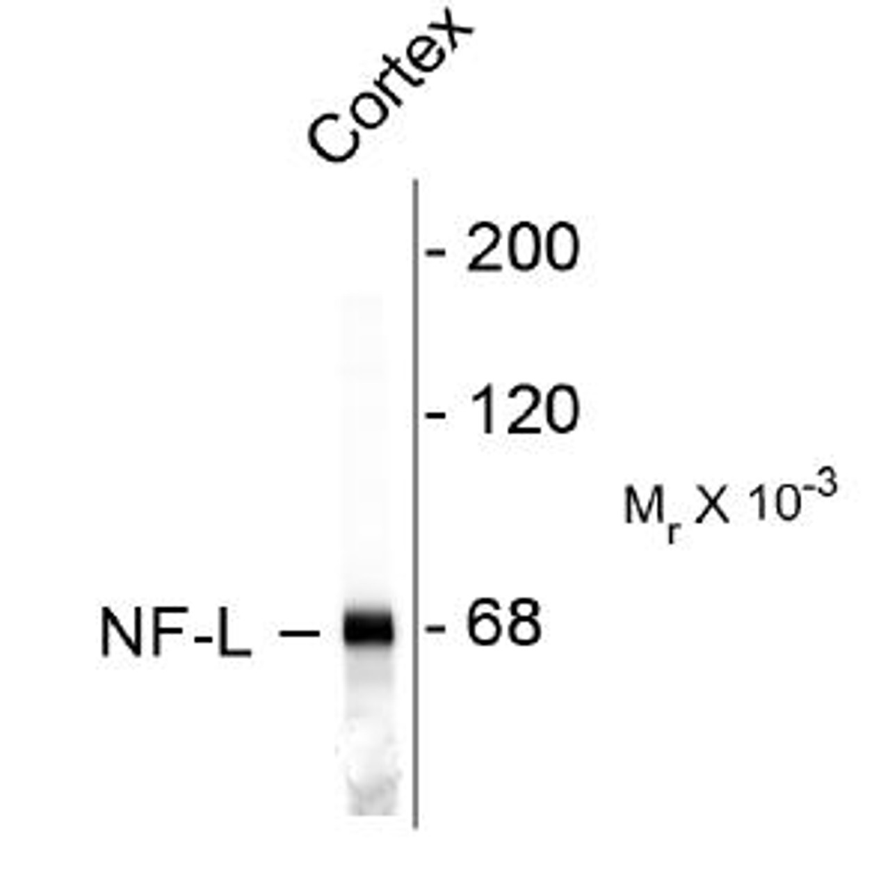 Western blot of rat cortex lysate showing specific immunolableing of the ~ 68k NF-L protein.