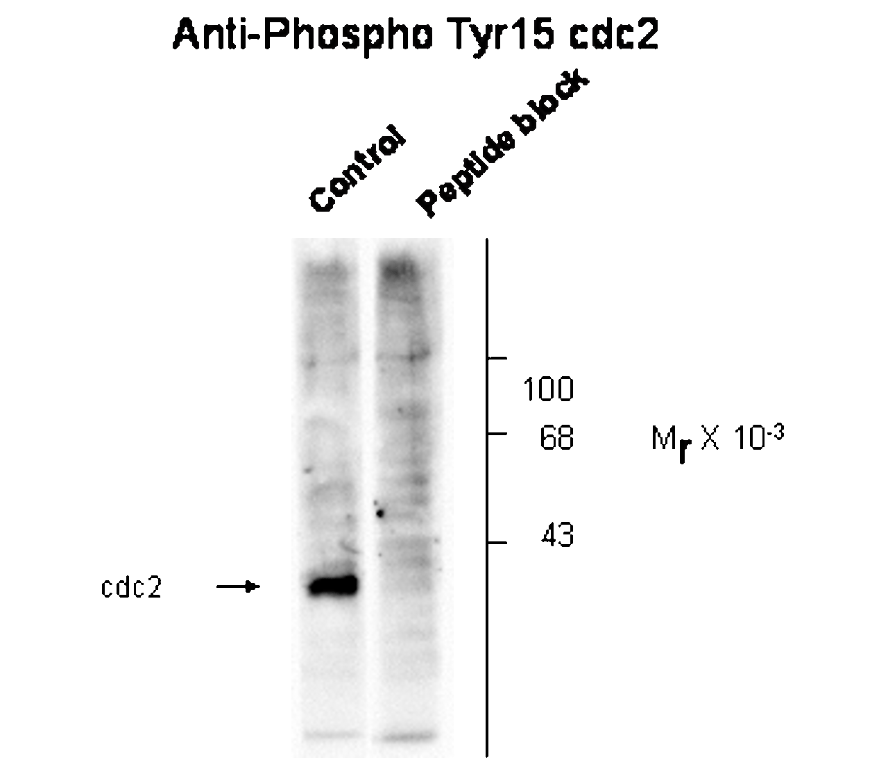 Western blot of human T47D cells showing phospho-specific immunolabeling of the ~34k cdc2 protein phosphorylated at Tyr15. In lane 2, cells were treated with EGF leading to dephosphorylation of Tyr15.