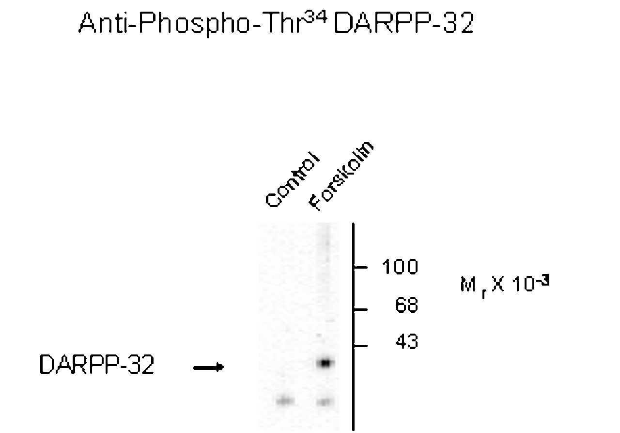 Western blot of rat caudate showign phospho-specific immunolabeing of the ~32k DARPP-32 protein phosphorylated at Thr34.