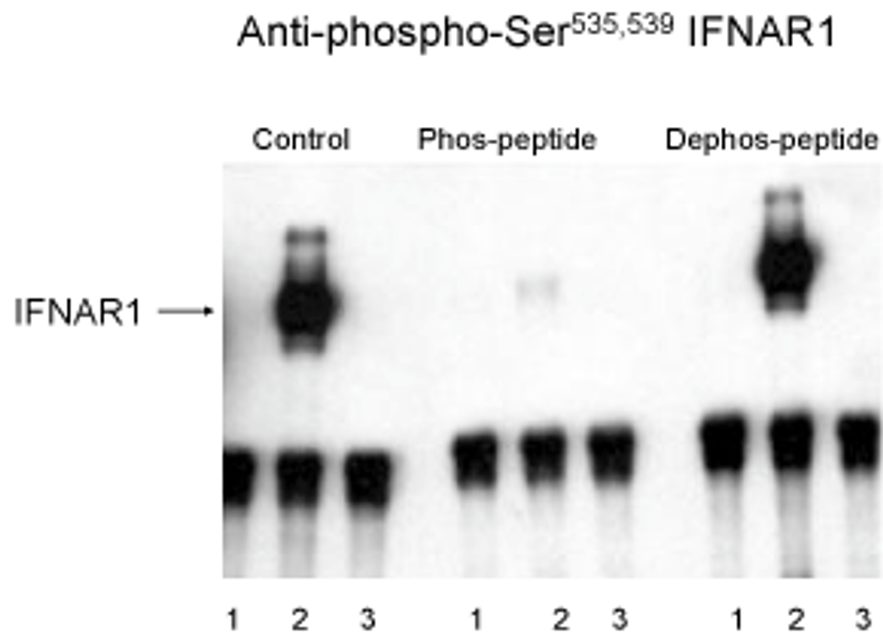 Western blot of immunoprecipitates from HEK 293 cells transfected with: 1. Mock 2. IFNAR1 WT and 3. IFNAR1 Ser535Arg and Ser 539Art mutants. The immunolabeling is absent in the IFNAR1 Ser535 and Ser539 mutants. The labeling is blocked by the phosphopeptide (Phos) used as the antigen but not by the dephosphopeptide (Dephos) .