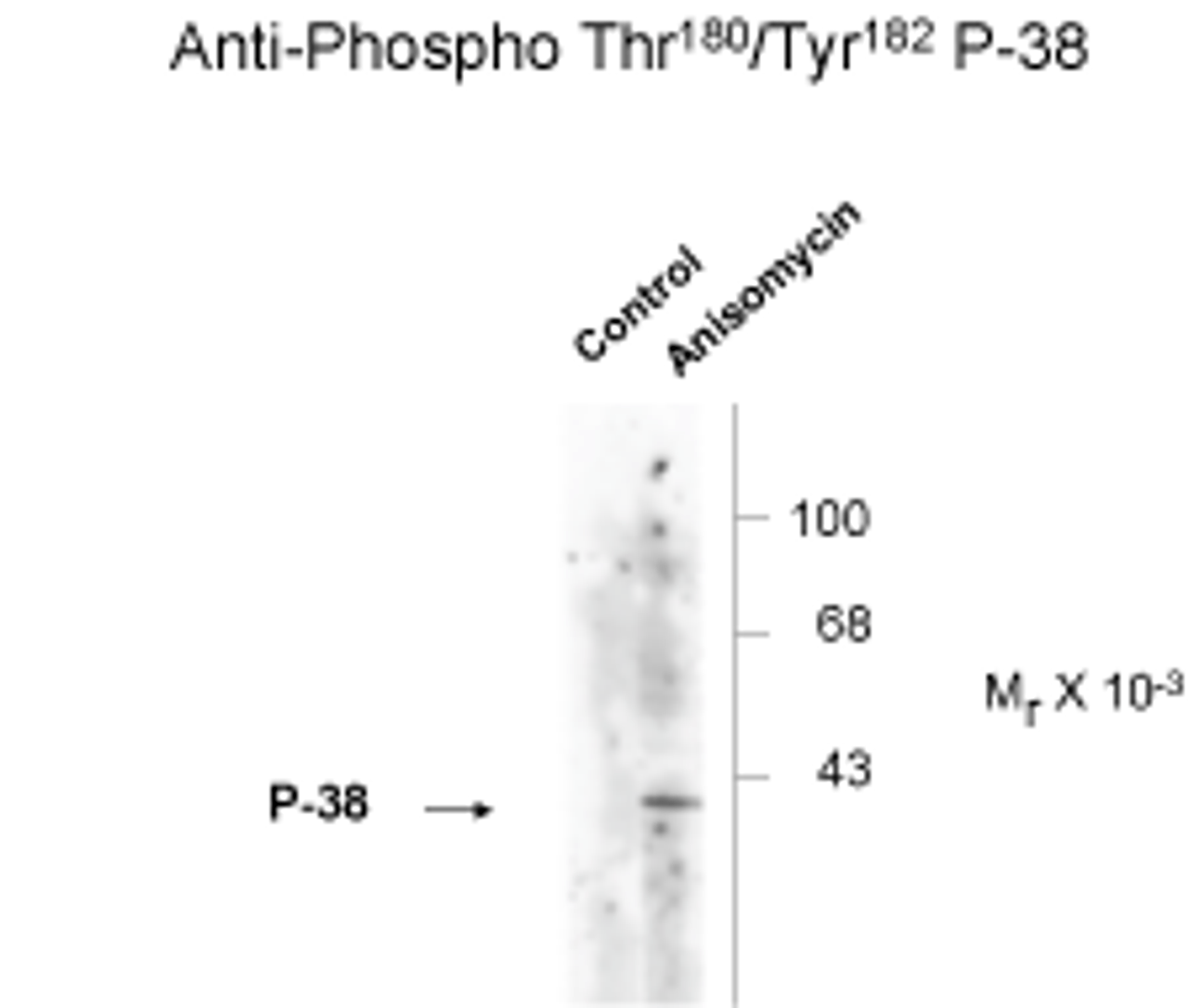 Western blot of Hela cell lysates that had been treated with +/- UV (30 min.) showing phosphospecific immunolabeling of the ~39k p38 MAPK protein phosphorylated at Thr180 and Tyr182.