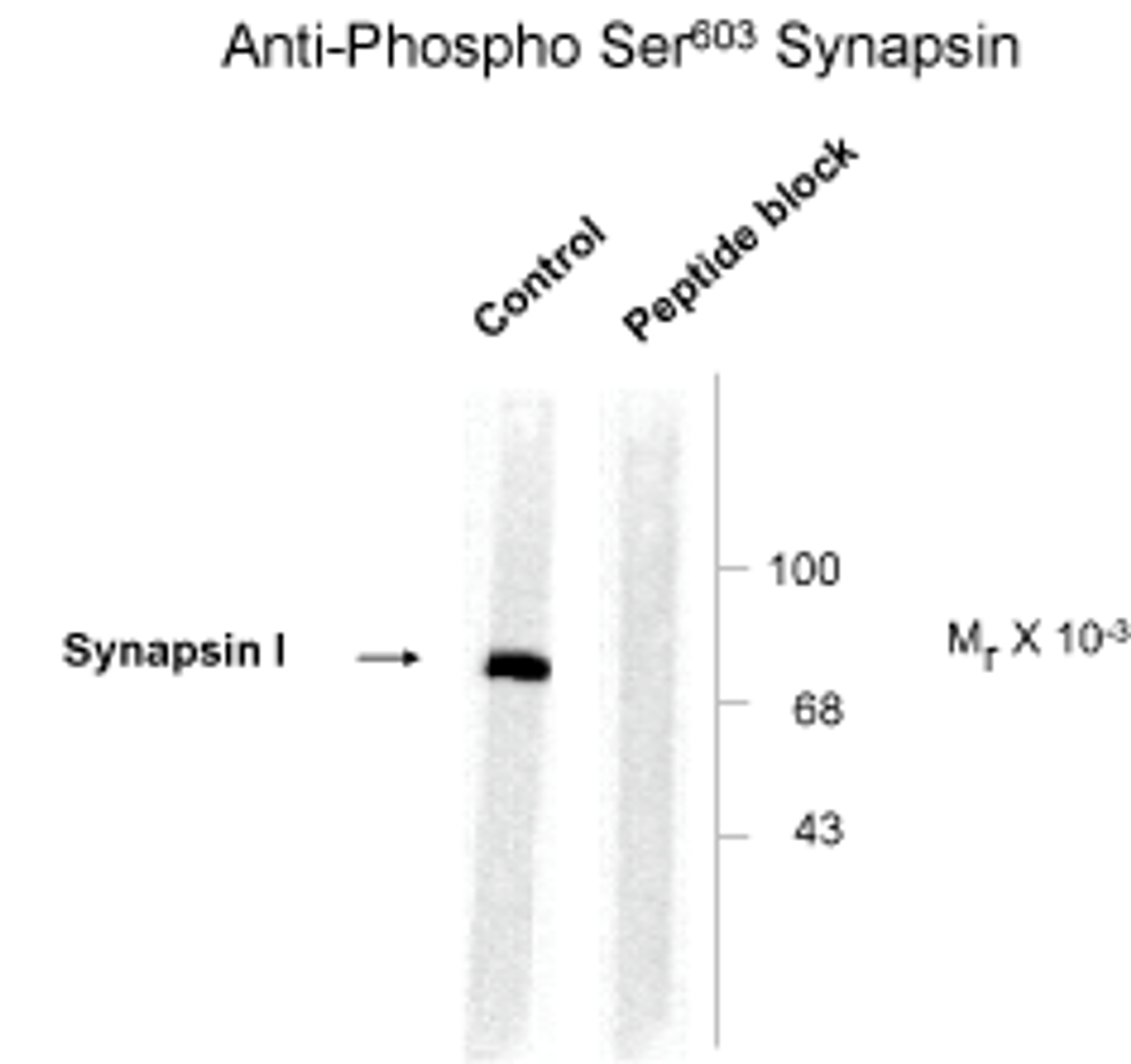 Western blot of rat cortex lysate showing phosphospecific immunolabeling of the ~78k synapsin I protein phosphorylated at Ser603.