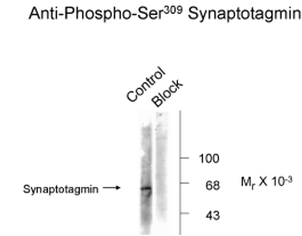 Synaptotagmin (Phospho-Ser309) Antibody