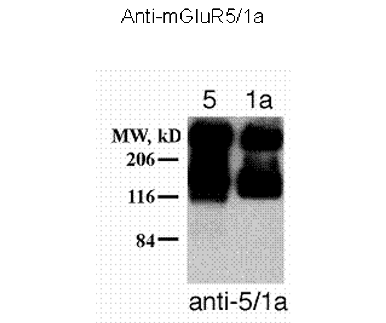 Metabotropic Glutamate Receptor 5/1a Antibody