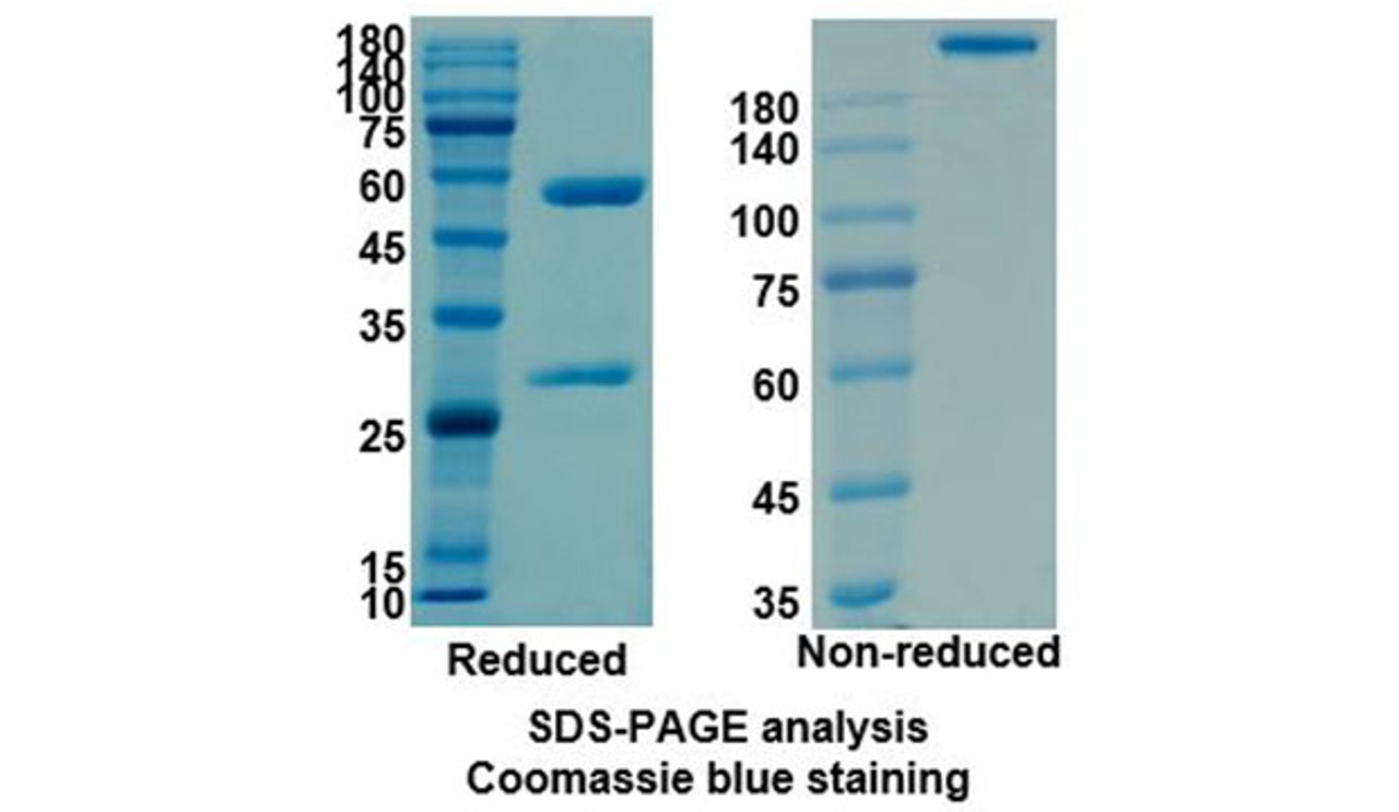 Adalimumab (TNFSF2/TNF-alpha/TNFA) Antibody, Monoclonal | 10-186