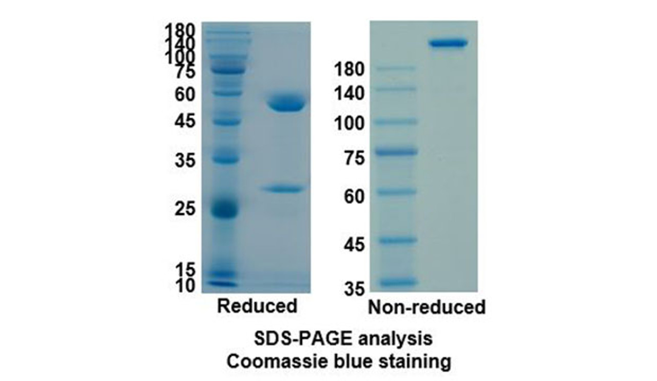 Ixekizumab (IL17A ) Antibody, Monoclonal | 10-466