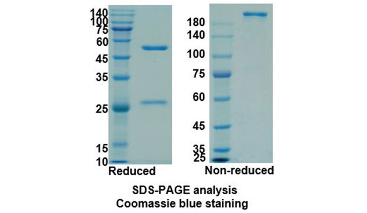 Nivolumab (PDCD1/PD1/CD279) Antibody, Monoclonal | 10-496