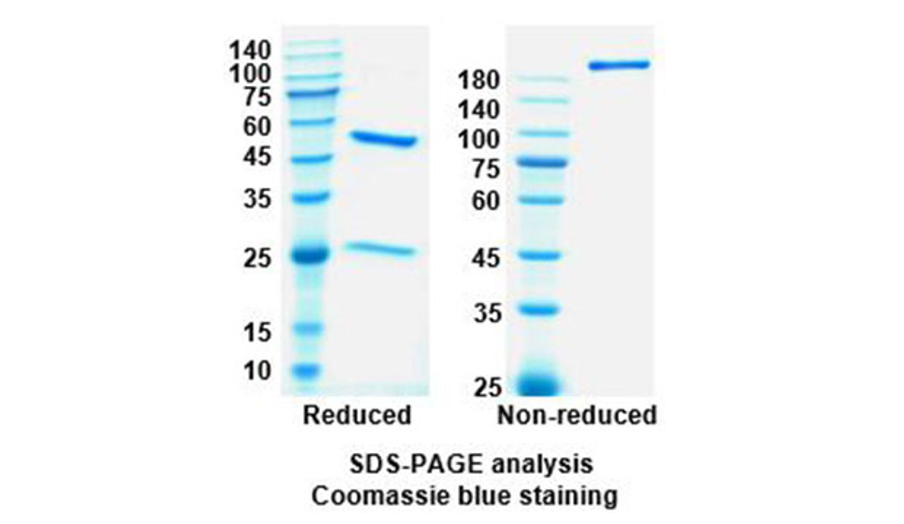 Tanezumab (IGHE) Antibody, Monoclonal | 10-252