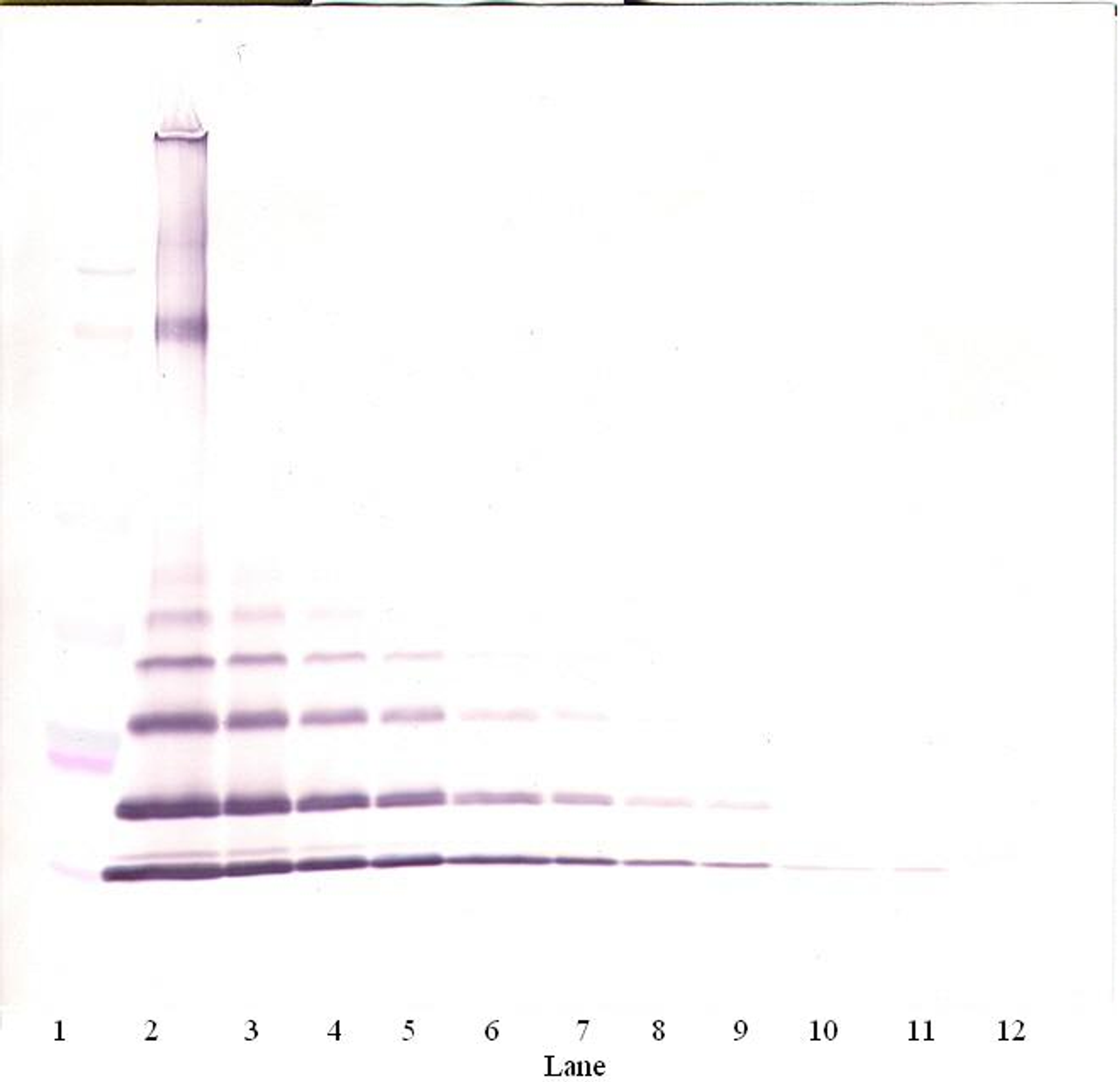 To detect mMCP-2 by Western Blot analysis this antibody can be used at a concentration of 0.1 - 0.2 ug/ml. Used in conjunction with compatible secondary reagents the detection limit for recombinant mMCP-2 is 1.5 - 3.0 ng/lane, under either reducing or non-reducing conditions.