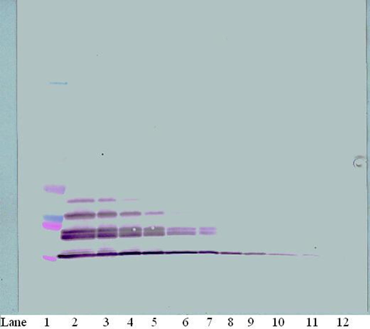 To detect mMDC by Western Blot analysis this antibody can be used at a concentration of 0.1 - 0.2 ug/ml. Used in conjunction with compatible secondary reagents the detection limit for recombinant mMDC is 1.5 - 3.0 ng/lane, under either reducing or non-reducing conditions.