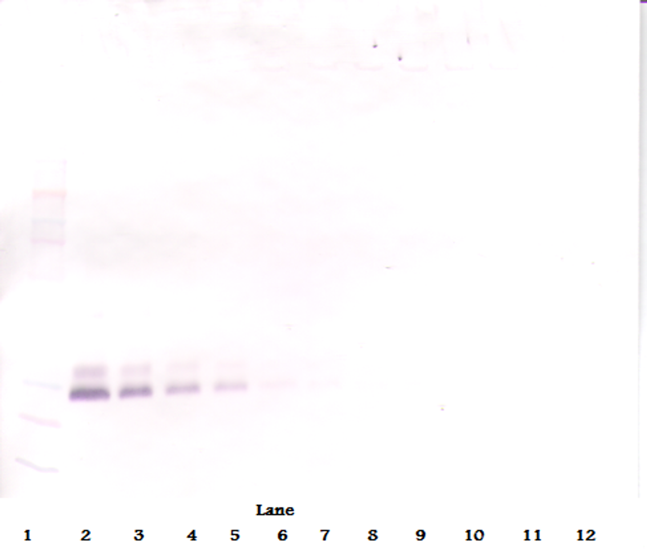 To detect hBMP-7 by Western Blot analysis this antibody can be used at a concentration of 0.1 - 0.2 ug/ml. Used in conjunction with compatible secondary reagents the detection limit for recombinant hBMP-7 is 1.5 - 3.0 ng/lane, under either reducing or non-reducing conditions.