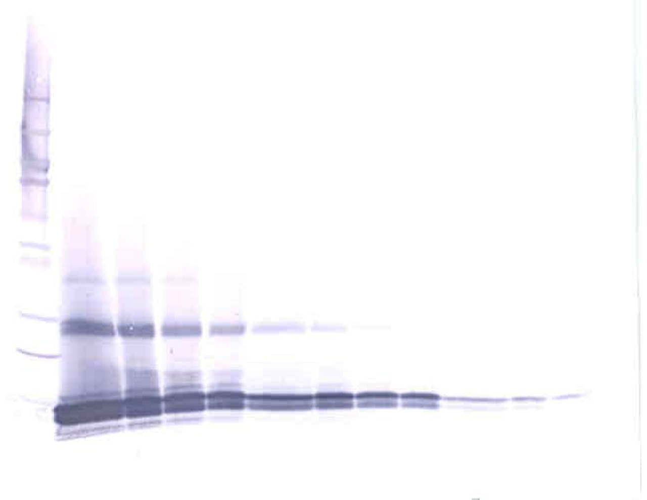 To detect hGDF-3 by Western Blot analysis this antibody can be used at a concentration of 0.1 - 0.2 ug/ml. Used in conjunction with compatible secondary reagents the detection limit for recombinant hGDF-3 is 1.5 - 3.0 ng/lane, under either reducing or non-reducing conditions.