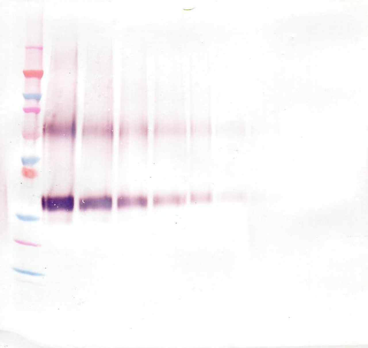 To detect hWNT-1 by Western Blot analysis this antibody can be used at a concentration of 0.1 - 0.2 ug/ml. Used in conjunction with compatible secondary reagents the detection limit for recombinant hWNT-1 is 1.5 - 3.0 ng/lane, under either reducing or non-reducing conditions.