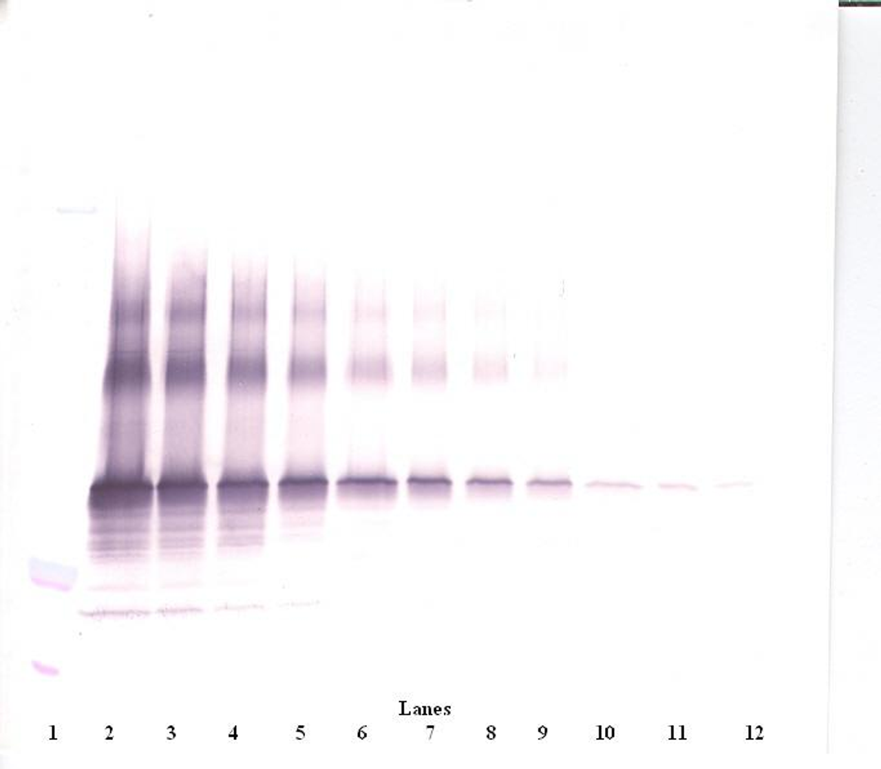 To detect hNOV by Western Blot analysis this antibody can be used at a concentration of 0.1 - 0.2 ug/ml. Used in conjunction with compatible secondary reagents the detection limit for recombinant hNOV is 1.5 - 3.0 ng/lane, under either reducing or non-reducing conditions.
