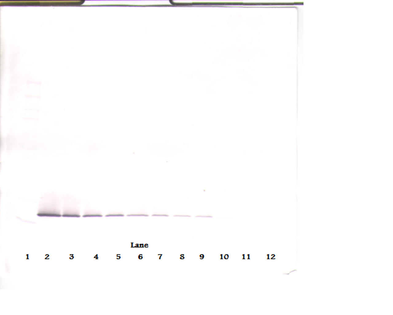 To detect hEndostatin by Western Blot analysis this antibody can be used at a concentration of 0.1 - 0.2 ug/ml. Used in conjunction with compatible secondary reagents the detection limit for recombinant hEndostatin is 1.5 - 3.0 ng/lane, under either reducing or non-reducing conditions.