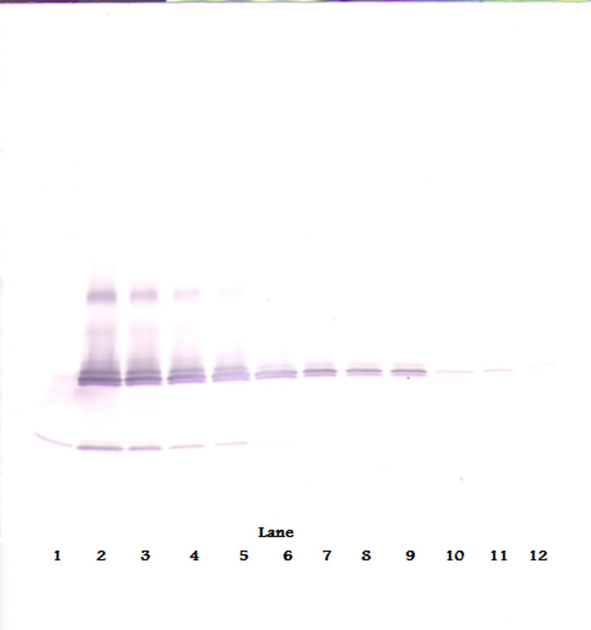 To detect mIL-17A by Western Blot analysis this antibody can be used at a concentration of 0.1 - 0.2 ug/ml. Used in conjunction with compatible secondary reagents the detection limit for recombinant mIL-17A is 1.5 - 3.0 ng/lane, under either reducing or non-reducing conditions.