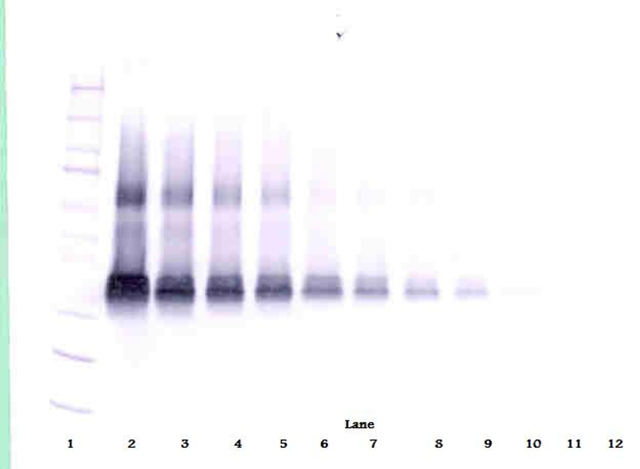 To detect Rat VEGF by Western Blot analysis this antibody can be used at a concentration of 0.1 - 0.2 ug/ml. Used in conjunction with compatible secondary reagents the detection limit for recombinant Rat VEGF is 1.5 - 3.0 ng/lane, under either reducing or non-reducing conditions.