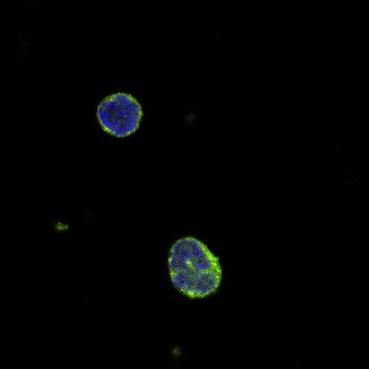 This antibody stained PBMC. The primary antibody was incubated at 5.0 mg/ml for one hour at room temperature followed by a fluorescent labeled secondary antibody. Optimal concentrations and conditions may vary. Protocol and staining provided by Dr. Lauren Binge, Laboratory of Prof. Charles Mackay, Monash Univeristy, Australia.