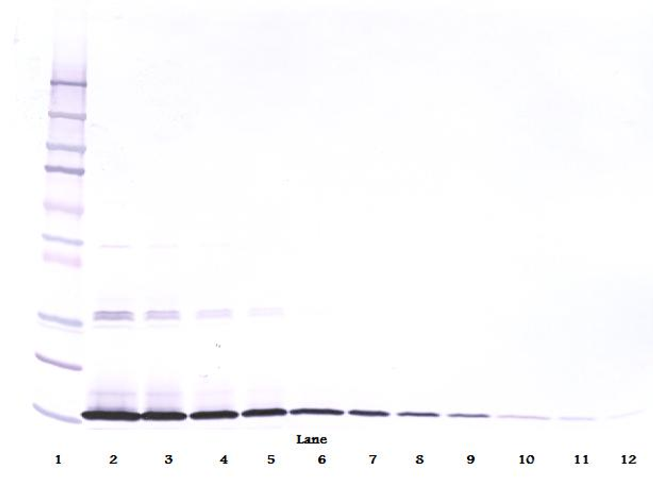 To detect rat SCF by Western Blot analysis this antibody can be used at a concentration of 0.1 - 0.2 ug/ml. Used in conjunction with compatible secondary reagents the detection limit for recombinant rat SCF is 1.5 - 3.0 ng/lane, under either reducing or non-reducing conditions.