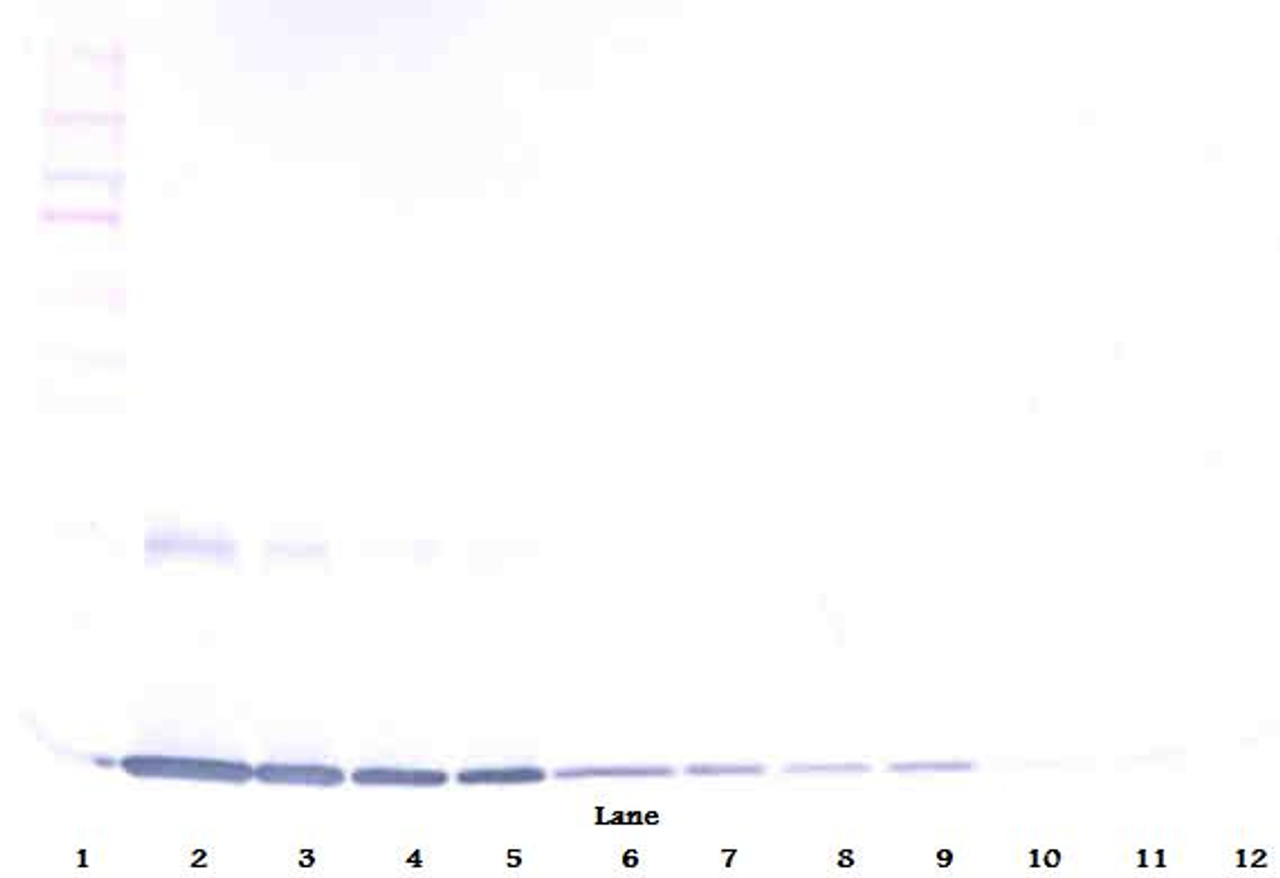 To detect Rat GM-CSF by Western Blot analysis this antibody can be used at a concentration of 0.1 - 0.2 ug/ml. Used in conjunction with compatible secondary reagents the detection limit for recombinant Rat GM-CSF is 1.5 - 3.0 ng/lane, under either reducing or non-reducing conditions.
