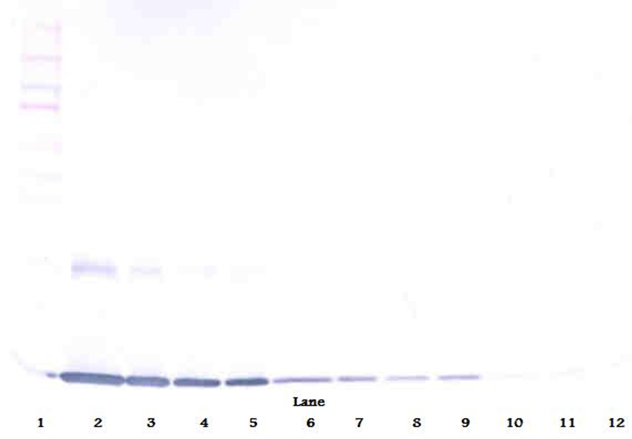 To detect Rat GM-CSF by Western Blot analysis this antibody can be used at a concentration of 0.1 - 0.2 mg/ml. When used in conjunction with compatible development reagents the detection limit for recombinant Rat GM-CSF is 1.5 – 3.0 ng/lane, under either reducing or non-reducing conditions.