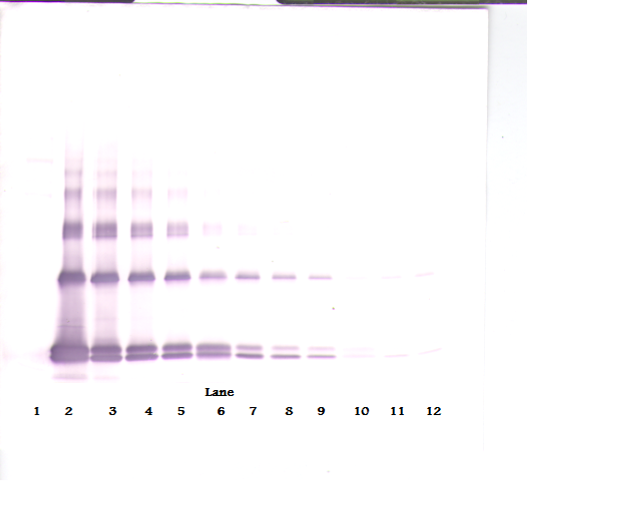 To detect hIL-33 by Western Blot analysis this antibody can be used at a concentration of 0.1 - 0.2 ug/ml. Used in conjunction with compatible secondary reagents the detection limit for recombinant hIL-33 is 1.5 - 3.0 ng/lane, under either reducing or non-reducing conditions.
