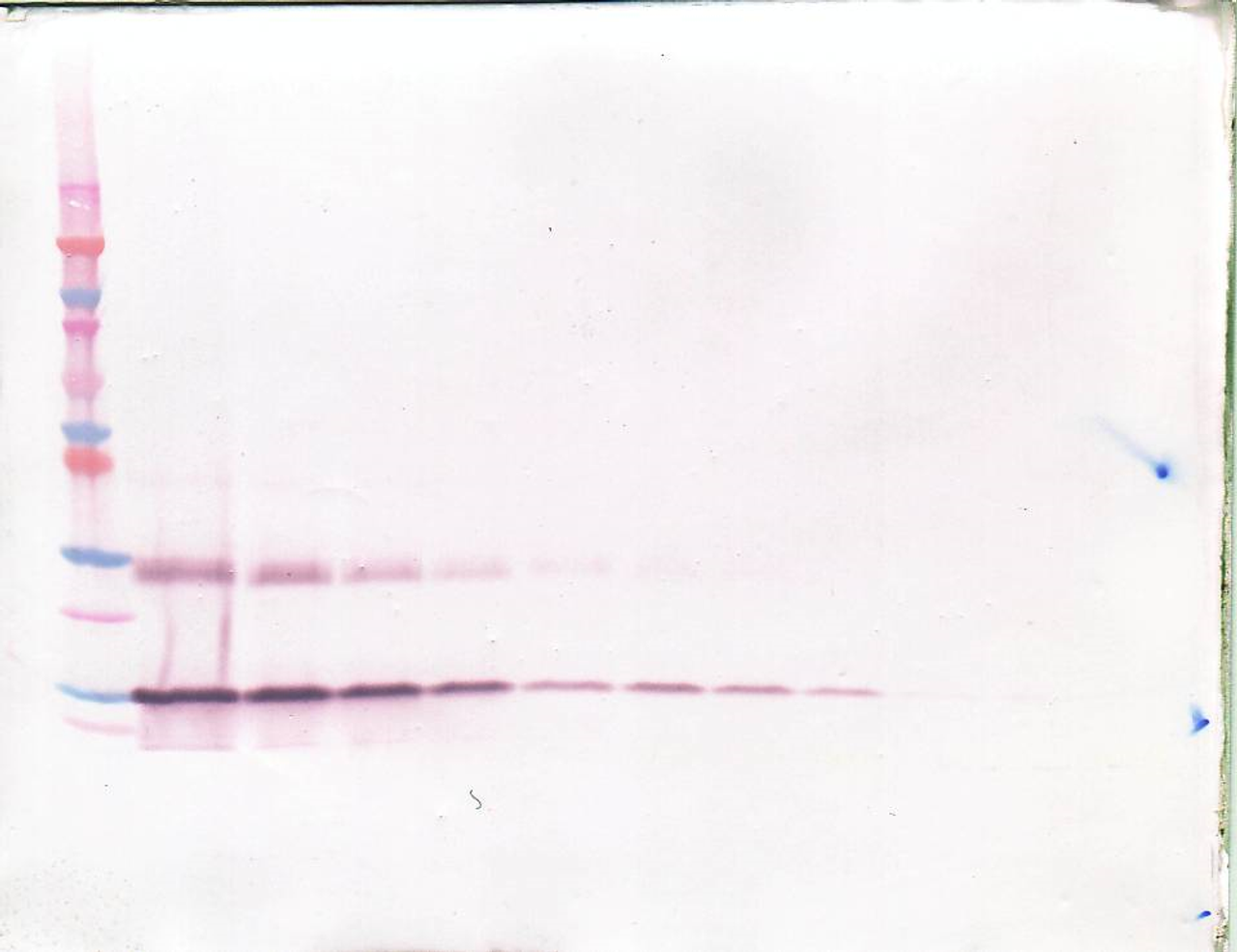 To detect hBDNF by Western Blot analysis this antibody can be used at a concentration of 0.1 - 0.2 ug/ml. Used in conjunction with compatible secondary reagents the detection limit for recombinant hBDNF is 1.5 - 3.0 ng/lane, under either reducing or non-reducing conditions.