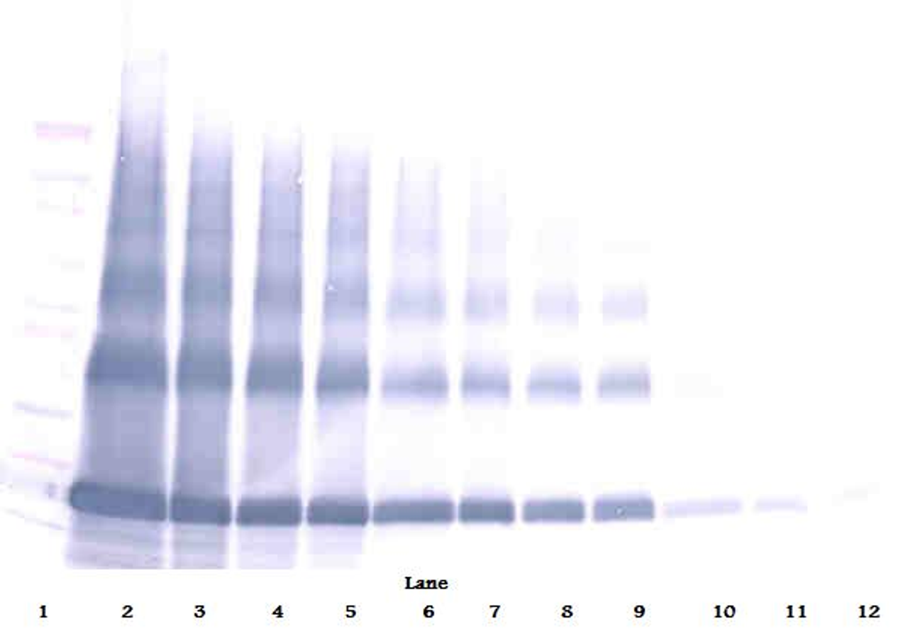To detect hEMAP-II by Western Blot analysis this antibody can be used at a concentration of 0.1- 0.2 ug/ml. Used in conjunction with compatible secondary reagents the detection limit for recombinant hEMAP-II is 1.5-3.0 ng/lane, under either reducing or non-reducing conditions.
