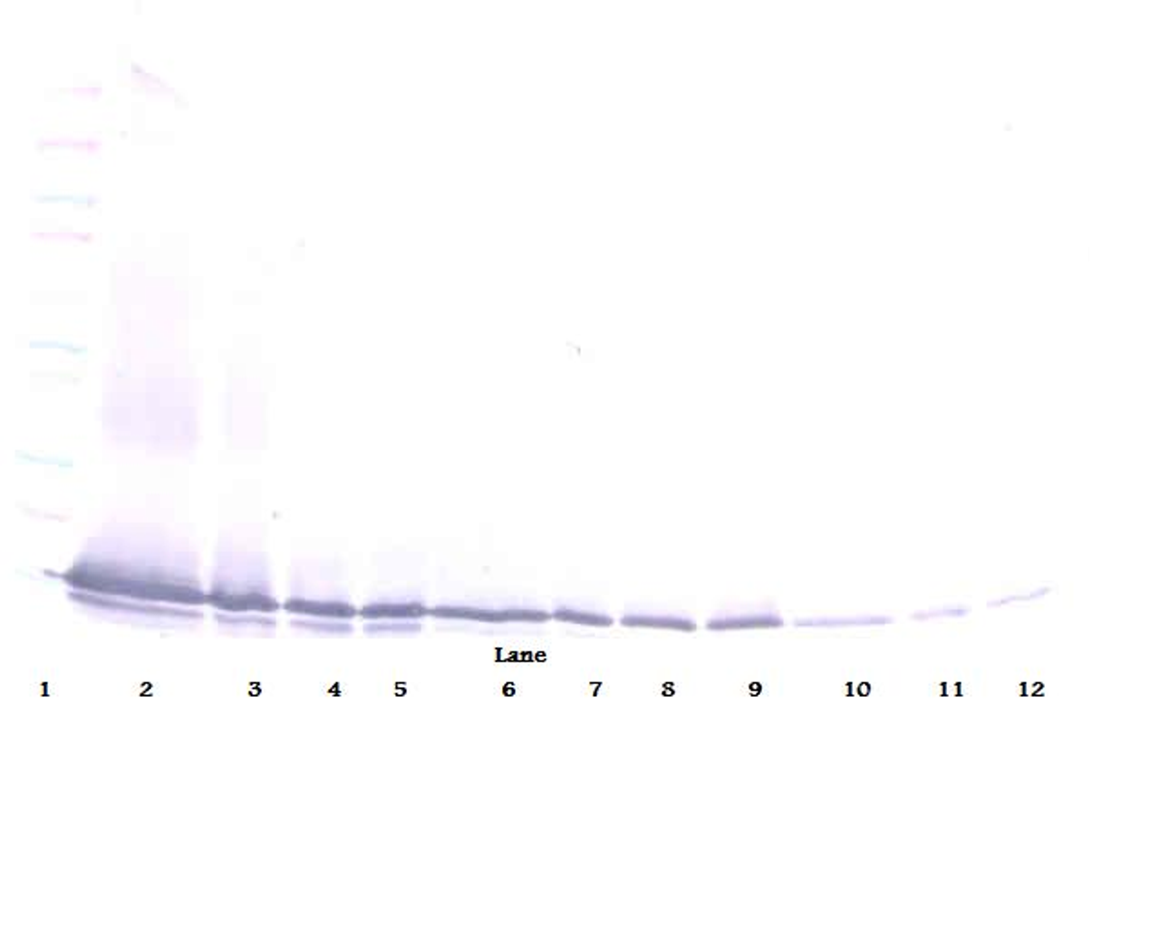 To detect mExodus-2 by Western Blot analysis this antibody can be used at a concentration of 0.1-0.2 ug/ml. Used in conjunction with compatible secondary reagents the detection limit for recombinant mExodus-2 is 1.5-3.0 ng/lane, under either reducing or non-reducing conditions.