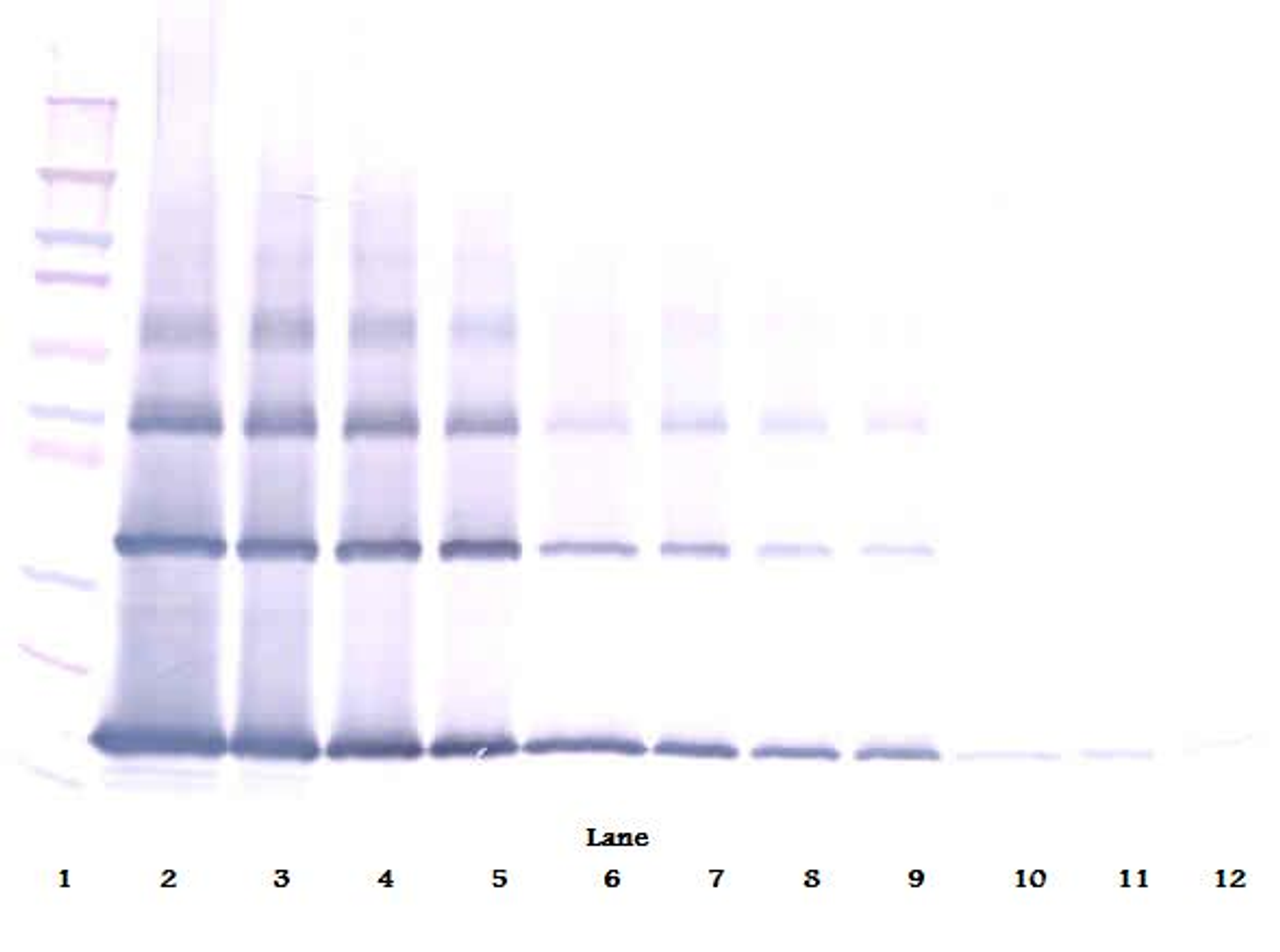 To detect Human FGF-basic by Western Blot analysis this antibody can be used at a concentration of 0.1 - 0.2 ug/ml. Used in conjunction with compatible secondary reagents the detection limit for recombinant Human FGF-basic is 1.5 - 3.0 ng/lane, under either reducing or non-reducing conditions.