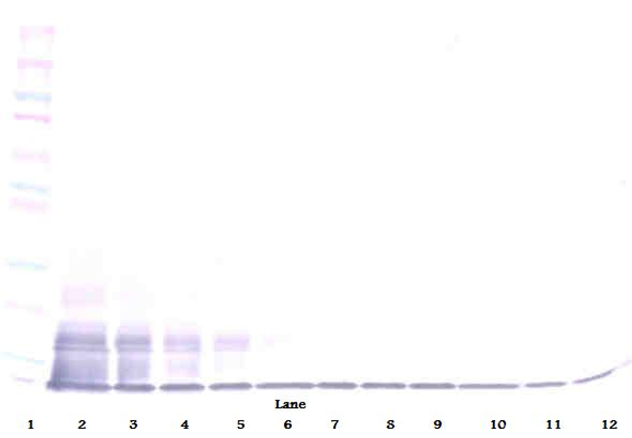 To detect hFractalkine by Western Blot analysis this antibody can be used at a concentration of 0.1-0.2 ug/ml. Used in conjunction with compatible secondary reagents the detection limit for recombinant hFractalkine is 1.5-3.0 ng/lane, under either reducing or non-reducing conditions.