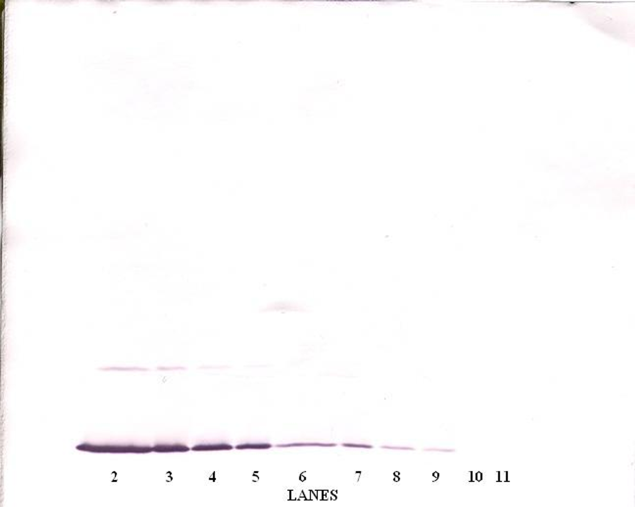 To detect Rat IFN-gamma by Western Blot analysis this antibody can be used at a concentration of 0.1-0.2 ug/ml. When used in conjunction with compatible secondary reagents, the detection limit for recombinant Rat IFN-gamma is 1.5-3.0 ng/lane, under either reducing or non-reducing conditions.