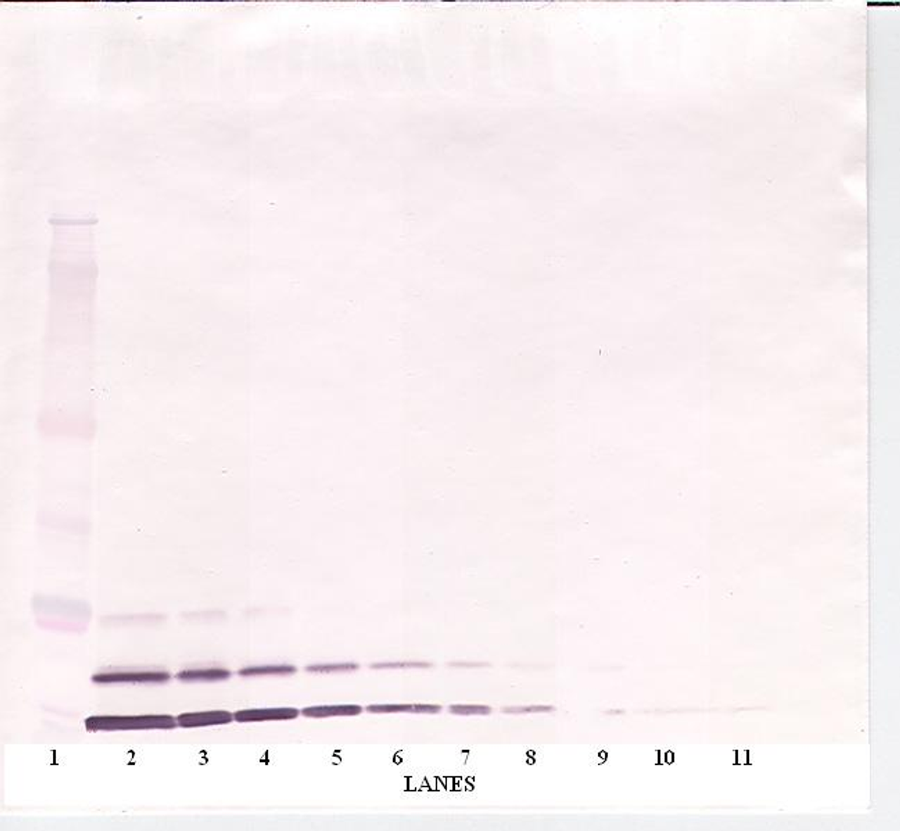 To detect mIGF-I by Western Blot analysis this antibody can be used at a concentration of 0.1 - 0.2 ug/ml. Used in conjunction with compatible secondary reagents the detection limit for recombinant mIGF-I is 1.5 - 3.0 ng/lane, under either reducing or non-reducing conditions.