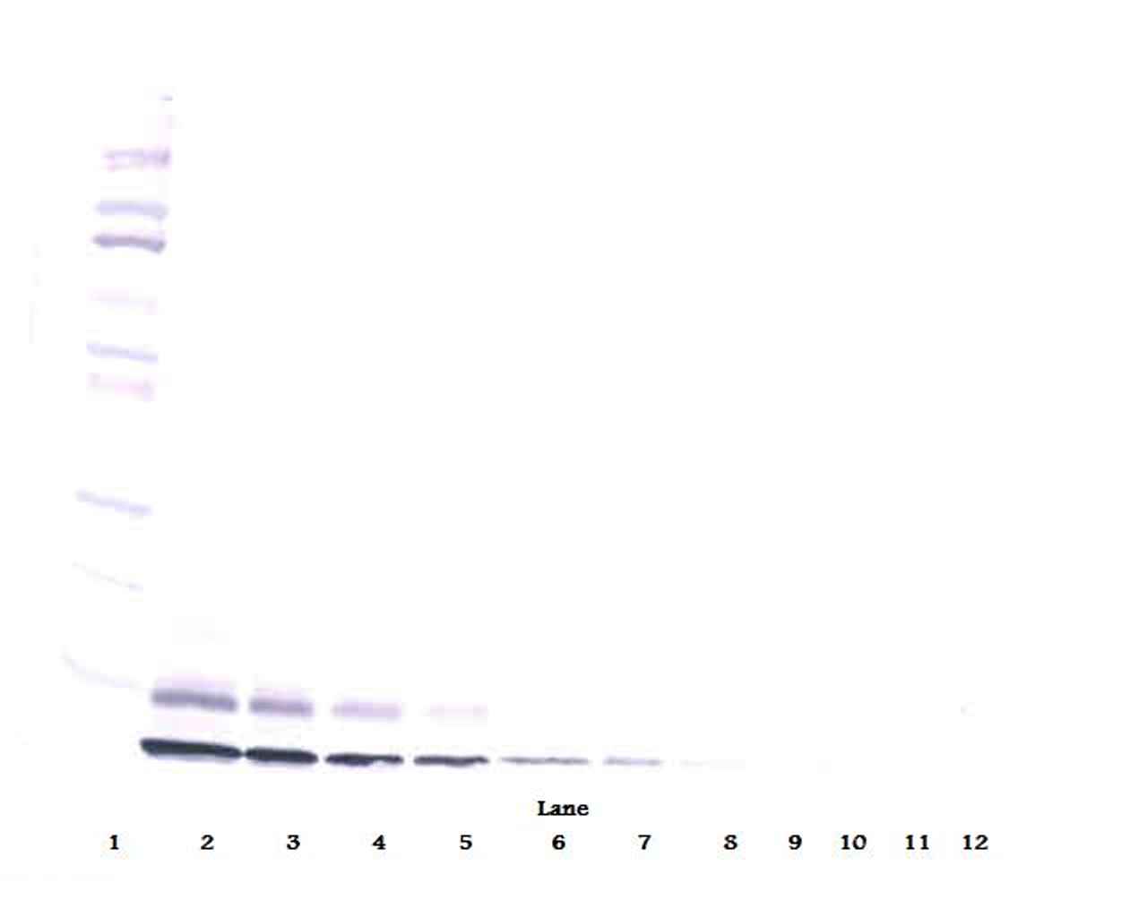To detect hIGF-II by Western Blot analysis this antibody can be used at a concentration of 0.1 - 0.2 ug/ml. Used in conjunction with compatible secondary reagents the detection limit for recombinant hIGF-II is 1.5 - 3.0 ng/lane, under either reducing or non-reducing conditions.