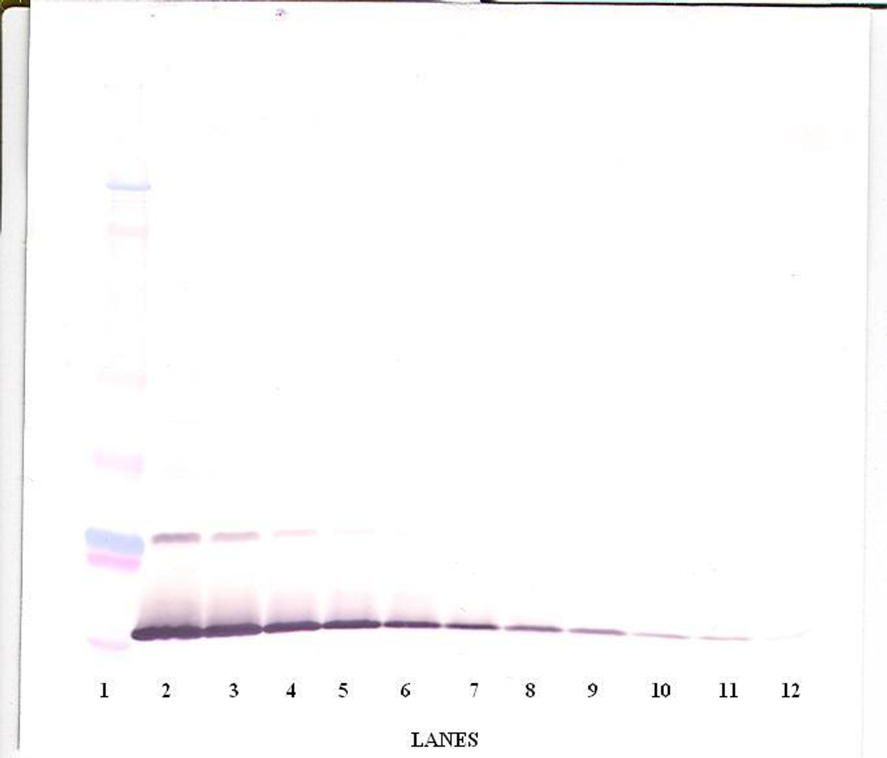 To detect hIL-13 by Western Blot analysis this antibody can be used at a concentration of 0.1 - 0.2 ug/ml. Used in conjunction with compatible secondary reagents the detection limit for recombinant hIL-13 is 1.5 - 3.0 ng/lane, under either reducing or non-reducing conditions.