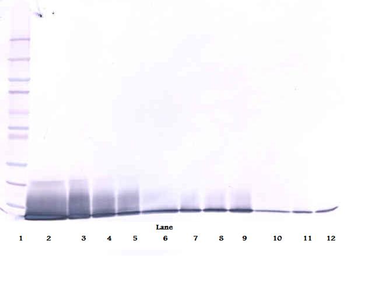 To detect mIL-13 by Western Blot analysis this antibody can be used at a concentration of 0.1- 0.2 ug/ml. Used in conjunction with compatible secondary reagents the detection limit for recombinant mIL-13 is 1.5-3.0 ng/lane, under either reducing or non-reducing conditions.