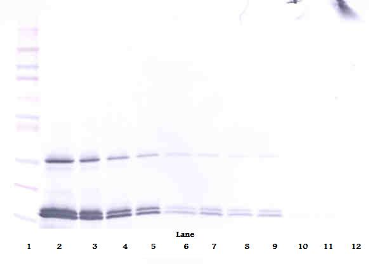 To detect hIL-16 by Western Blot analysis this antibody can be used at a concentration of 0.1 - 0.2 ug/ml. Used in conjunction with compatible secondary reagents the detection limit for recombinant hIL-16 is 1.5-3.0 ng/lane, under either reducing or non-reducing conditions.