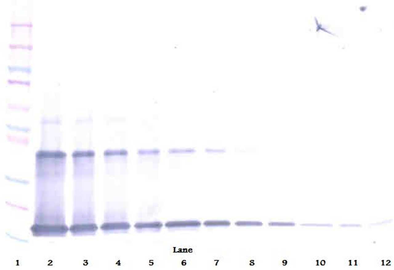 To detect hIL-1-alpha by Western Blot analysis this antibody can be used at a concentration of 0.1 - 0.2 ug/ml. Used in conjunction with compatible secondary reagents the detection limit for recombinant hIL-1-alpha is 1.5 - 3.0 ng/lane, under either reducing or non-reducing conditions.