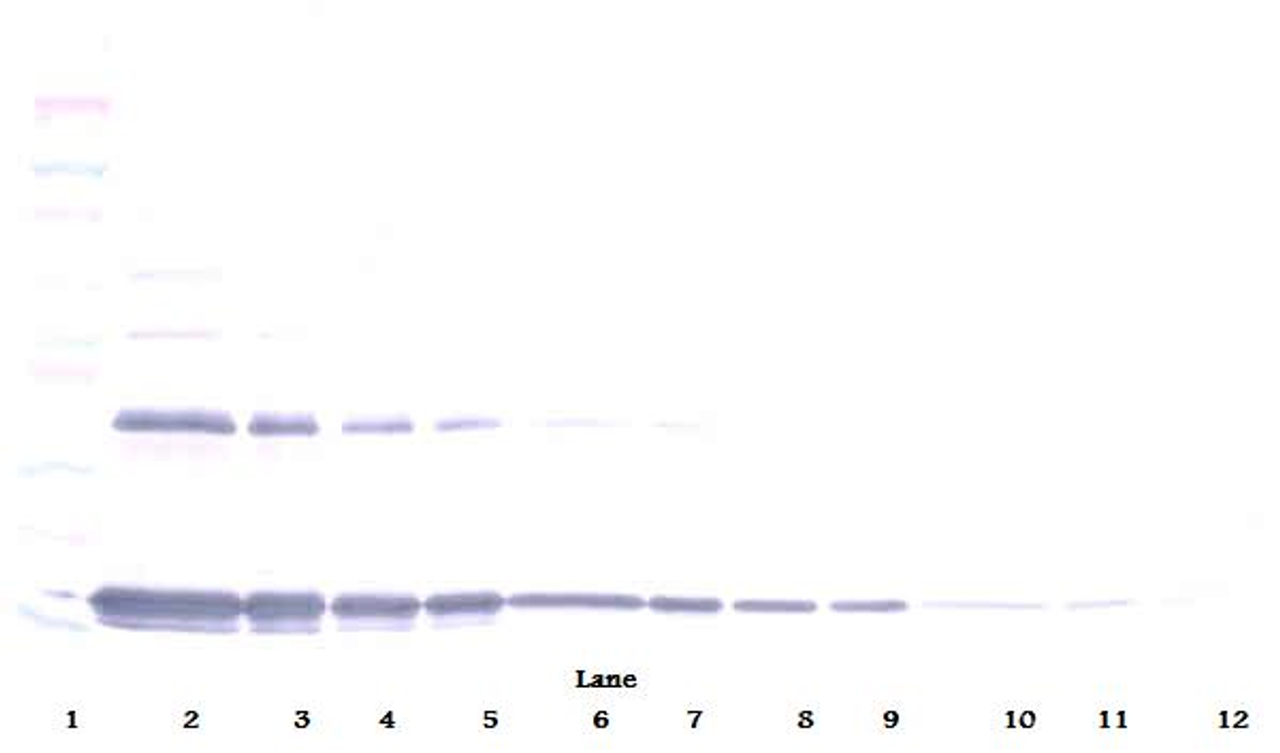 To detect Rat IL-1-alpha by Western Blot analysis this antibody can be used at a concentration of 0.1 - 0.2 ug/ml. Used in conjunction with compatible secondary reagents the detection limit for recombinant Rat IL-1-alpha is 1.5 - 3.0 ng/lane, under either reducing or non-reducing conditions.