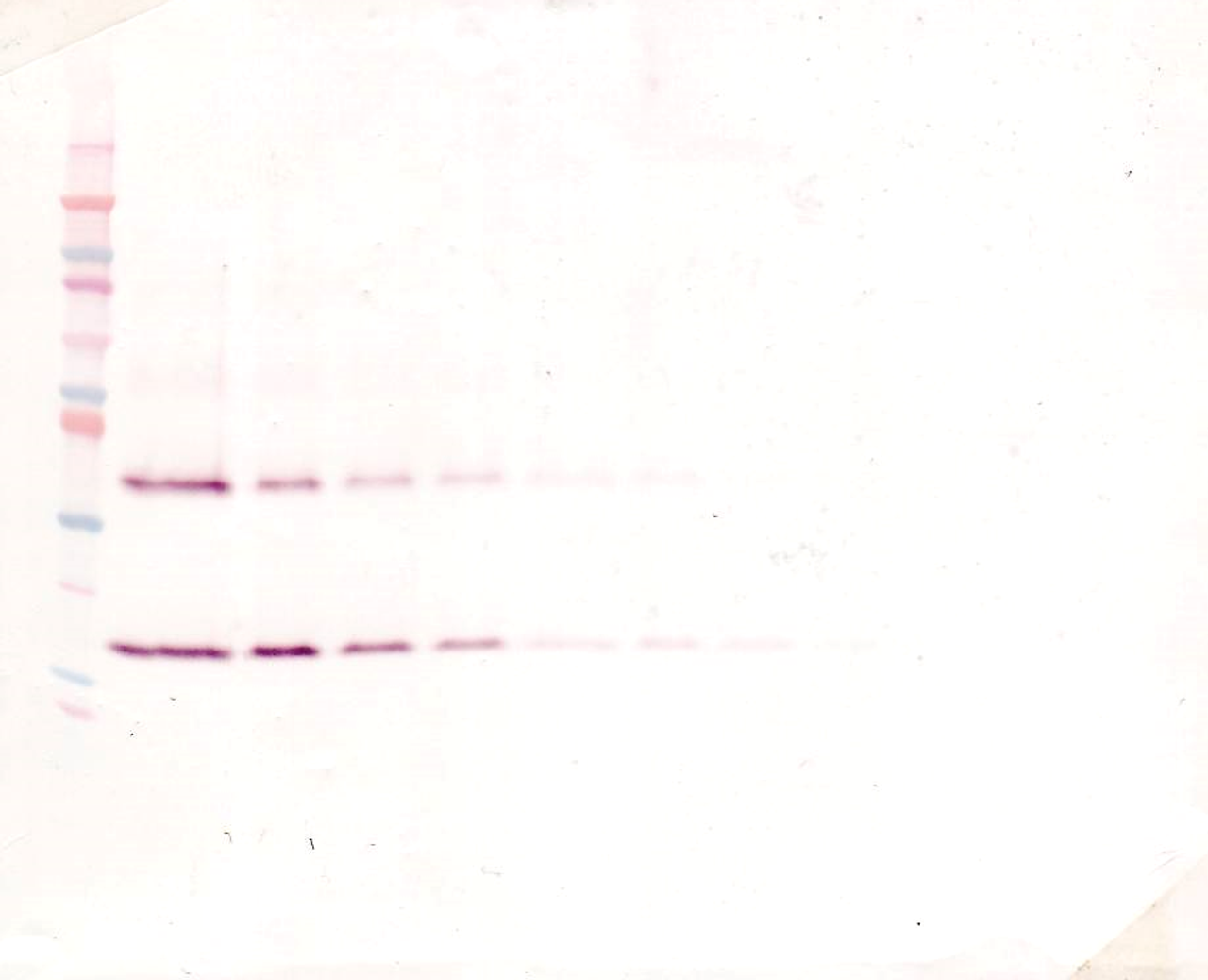 To detect Rat IL-1-beta by Western Blot analysis this antibody can be used at a concentration of 0.1 - 0.2 ug/ml. Used in conjunction with compatible secondary reagents the detection limit for recombinant Rat IL-1-beta is 1.5 - 3.0 ng/lane, under either reducing or non-reducing conditions.