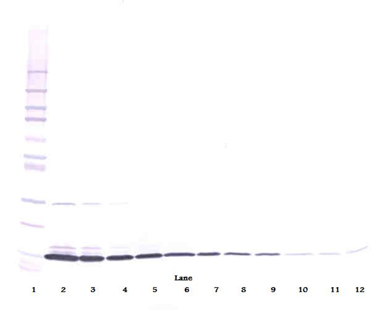 To detect Rat IL-3-beta by Western Blot analysis this antibody can be used at a concentration of 0.1 - 0.2 ug/ml. Used in conjunction with compatible secondary reagents the detection limit for recombinant Rat IL-3-beta is 1.5 - 3.0 ng/lane, under either reducing or non-reducing conditions.