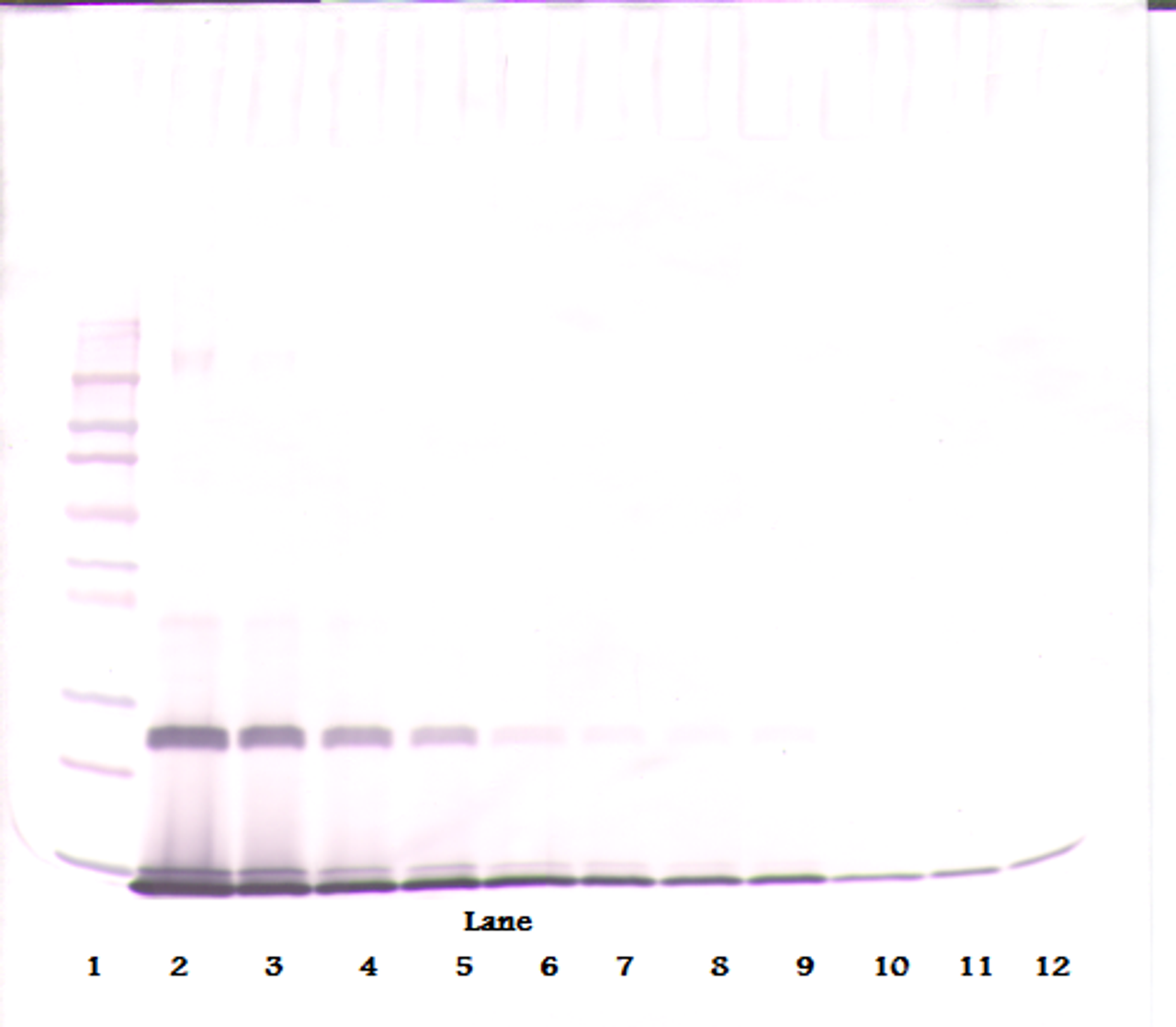 To detect hIL-4 by Western Blot analysis this antibody can be used at a concentration of 0.1 - 0.2 ug/ml. Used in conjunction with compatible secondary reagents the detection limit for recombinant hIL-4 is 1.5 - 3.0 ng/lane, under either reducing or non-reducing conditions.