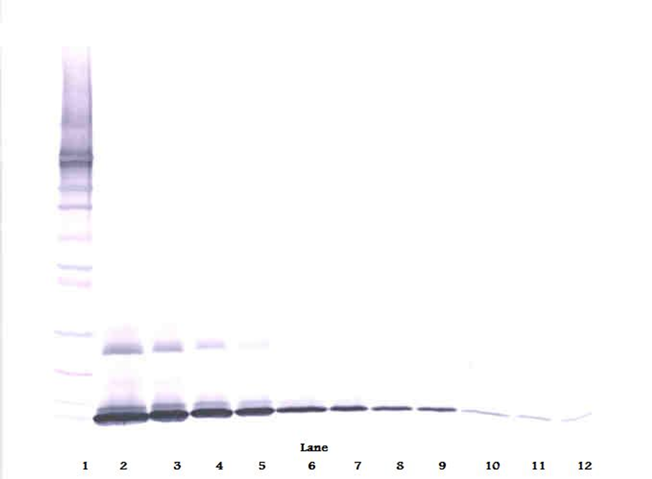 To detect Murine IL-7 by Western Blot analysis this antibody can be used at a concentration of 0.1-0.2 ug/ml. When used in conjunction with compatible secondary reagents, the detection limit for recombinant Murine IL-7 is 1.5-3.0 ng/lane, under either reducing or non-reducing conditions.