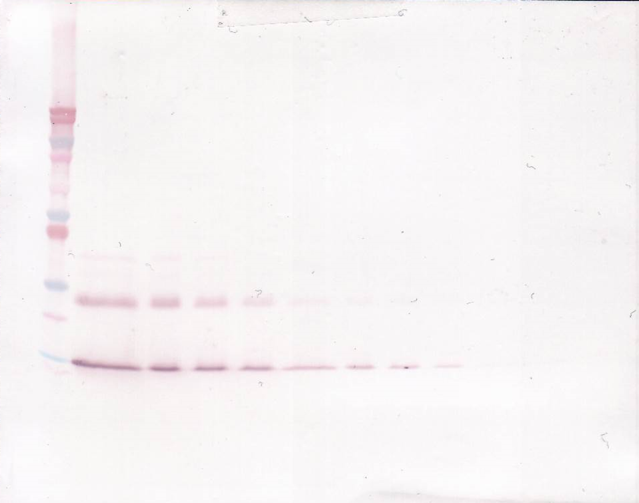 To detect Murine IL-9 by Western Blot analysis this antibody can be used at a concentration of 0.1 - 0.2 ug/ml. When used in conjunction with compatible secondary reagents, the detection limit for recombinant Murine IL-9 is 1.5 - 3.0 ng/lane, under either reducing or non-reducing conditions.